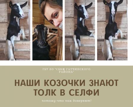 Фотография Станция по борьбе с болезнями животных Гатчинского района 0