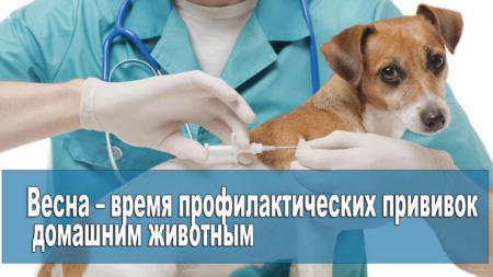 Фотография Ветеринарная клиника Кронштадтского района 3