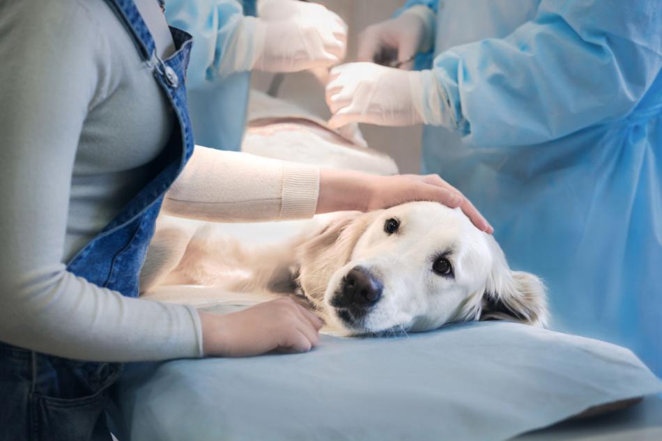 Зачем делают стерилизацию домашних животных?