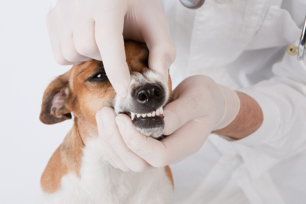 Лечение зубов собаки спб thumbnail