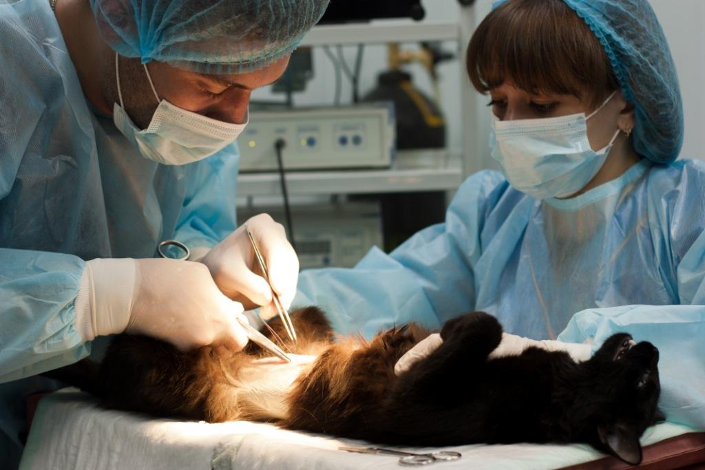 Хирург для животных
