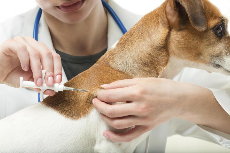 Как чипируют животных в ветеринарных клиниках?